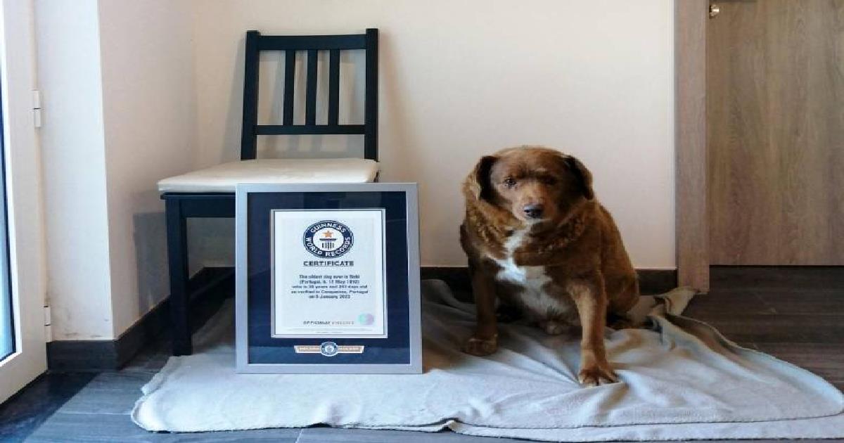 Bobi es el perro más viejo del mundo según Guinness; recién cumplió 31 años