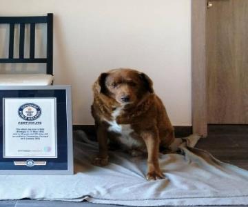 Bobi es el perro más viejo del mundo según Guinness; recién cumplió 31 años