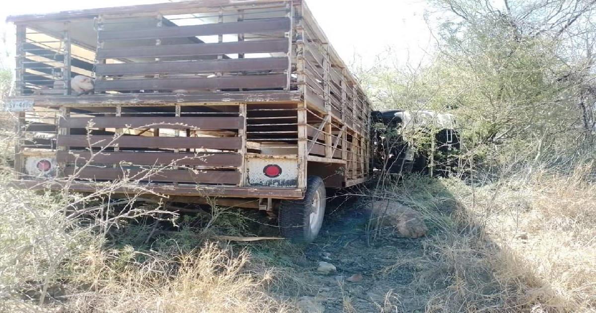 Se vuelca vehículo que transportaba puercos en Hermosillo-Ures