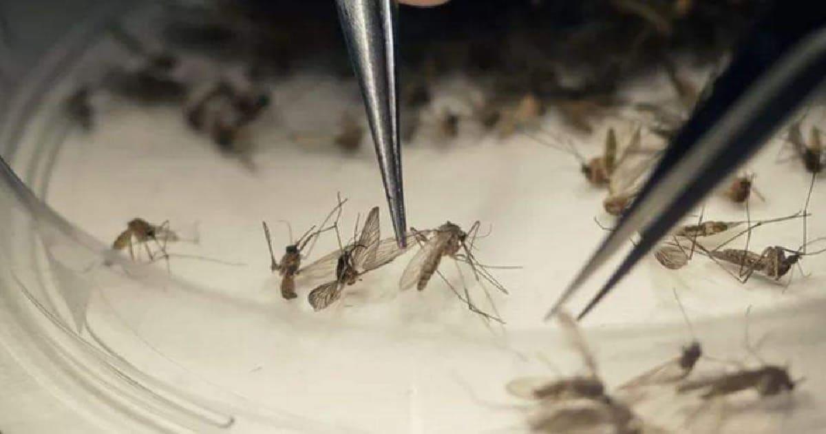 Disminuye la presencia de dengue en Navojoa: Coordinación de Vectores