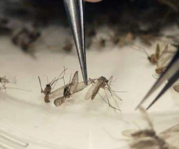 Disminuye la presencia de dengue en Navojoa: Coordinación de Vectores
