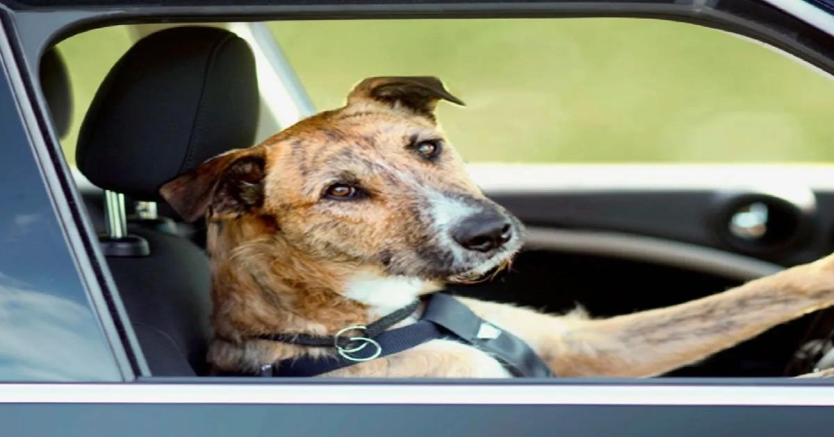 Conductor ebrio pone a su perro al volante para evitar ser sancionado