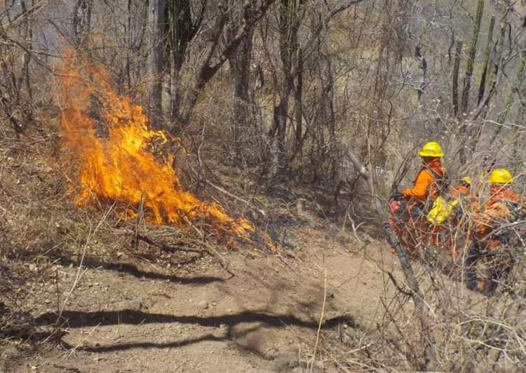 Álamos: más de 50 hectáreas fueron consumidas en incendio forestal
