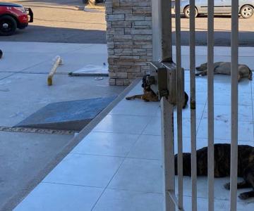 Comerciantes de Navojoa piden atender sobrepoblación de perros callejeros