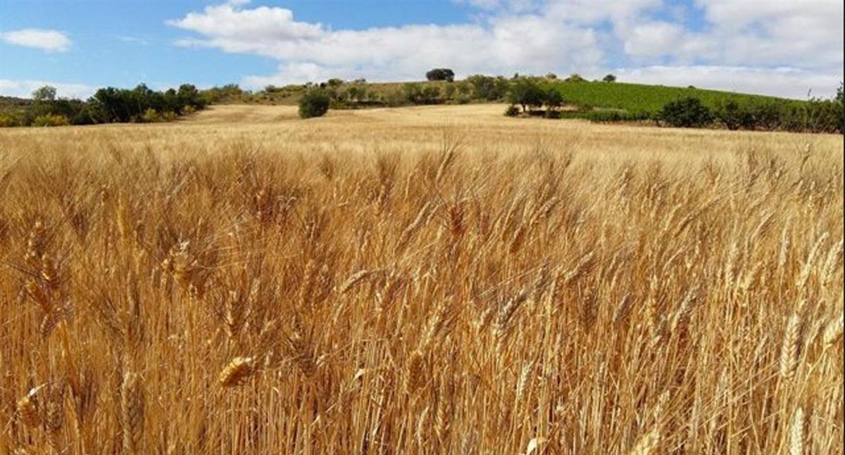 Baja precio de los alimentos a mínimos de 2 años, según FAO