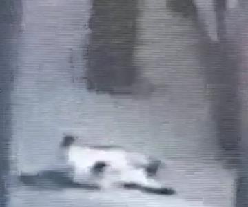 Hombre es captado en video cuando dispara a gato a sangre fría en Edomex