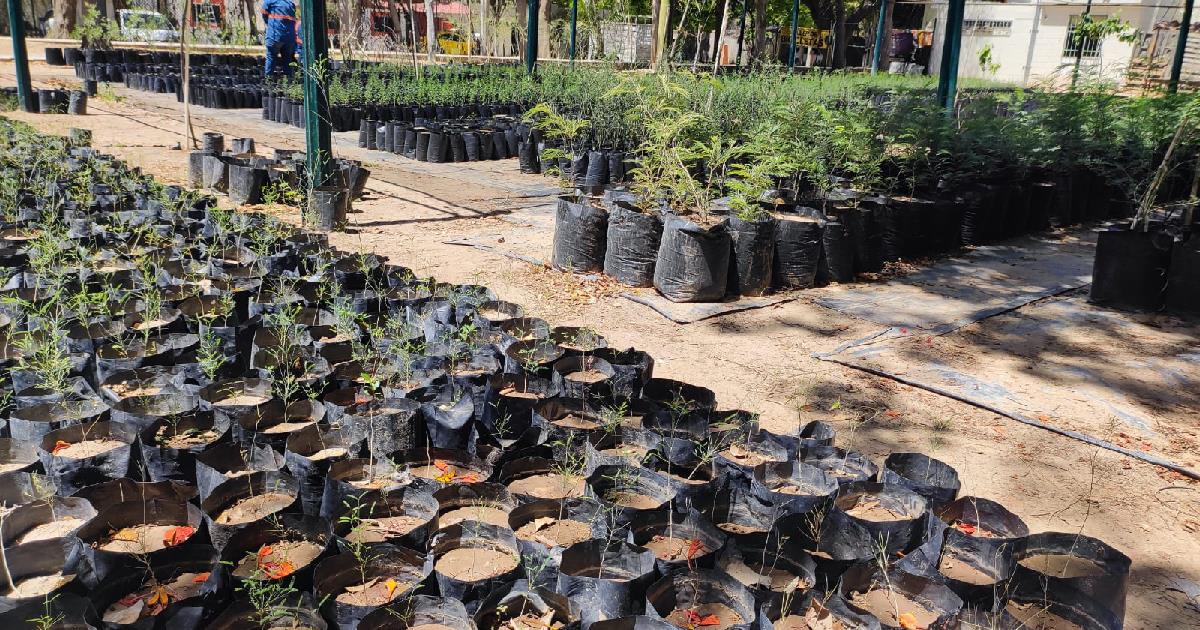 Vivero Municipal regaló 280 ejemplares de plantas nativas a hermosillenses