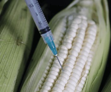 Ahora Canadá se une a controversia contra México por maíz transgénico