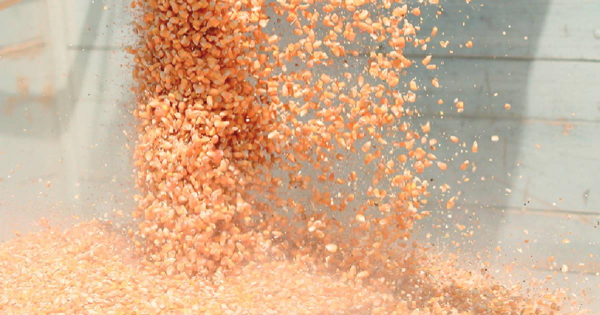 Productores del Río Yaqui contemplan no sembrar maíz ante falta de agua
