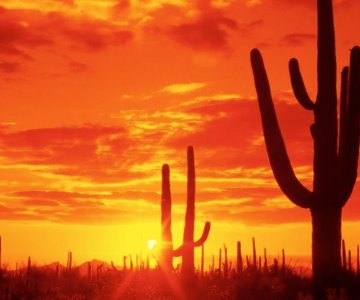 Sonora compite con El Sahara por ser el lugar más caluroso del mundo