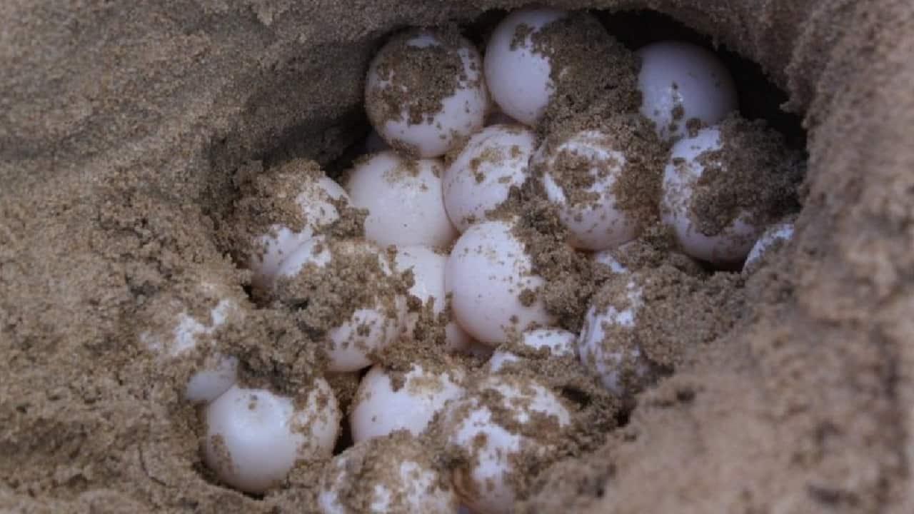 Vigilan playas de Guaymas por desove de tortugas marinas