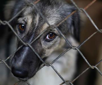 Mascotas encadenadas, mayor reporte de maltrato animal en Hermosillo