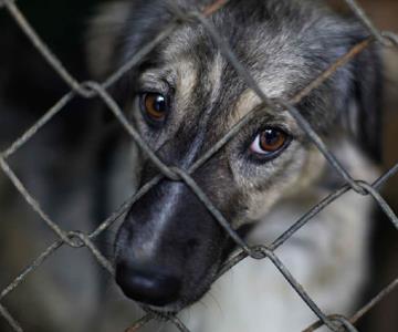 Misión 4 Patas invita a realizar denuncias por maltrato y crueldad animal