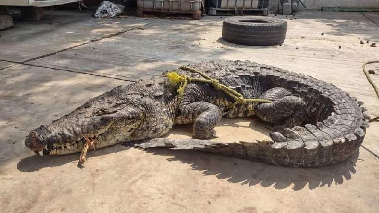 Muere cocodrilo por golpe de calor en Tamaulipas