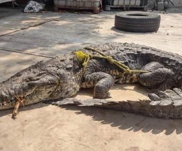 Muere cocodrilo por golpe de calor en Tamaulipas