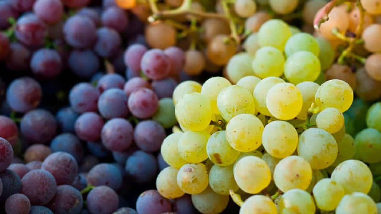 Sonora es líder en producción de uva de mesa