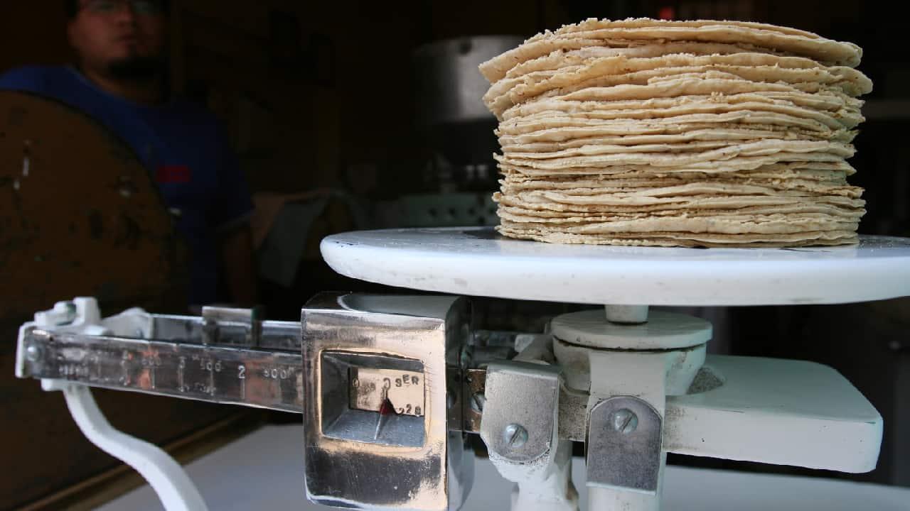 México prohibirá maíz transgénico en tortillas