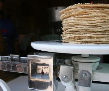 México prohibirá maíz transgénico en tortillas