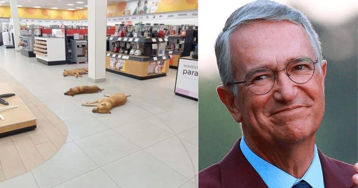 Salinas Pliego ordena proteger a perros del calor dentro de sus tiendas