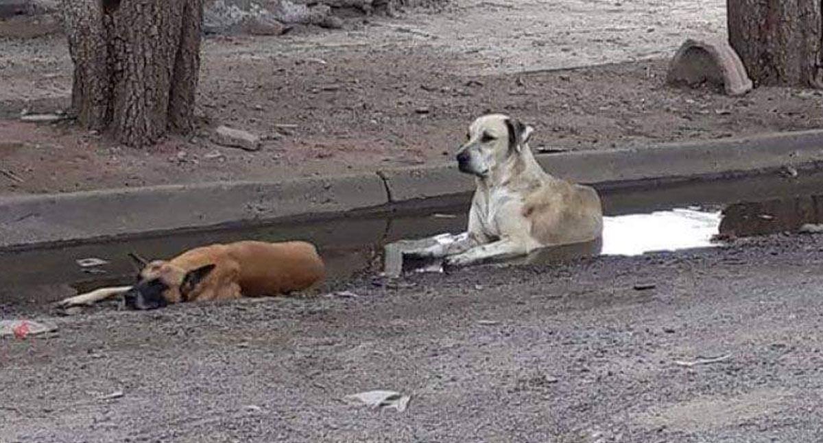 Evita que tu mascota sufra de golpe de calor con estas recomendaciones