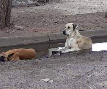 Evita que tu mascota sufra de golpe de calor con estas recomendaciones