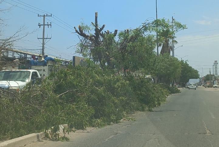 Esta es la razón por la que el Ayuntamiento de Navojoa podó árboles