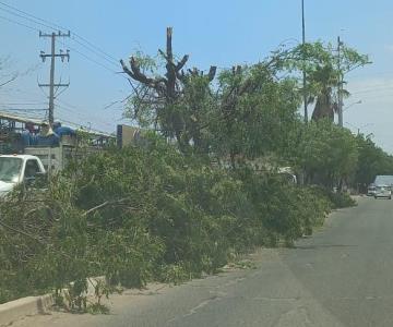 Esta es la razón por la que el Ayuntamiento de Navojoa podó árboles