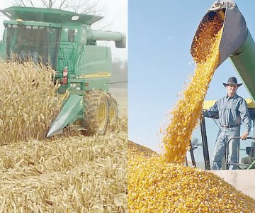 Gobierno federal entregará apoyos a productores de trigo en Sonora