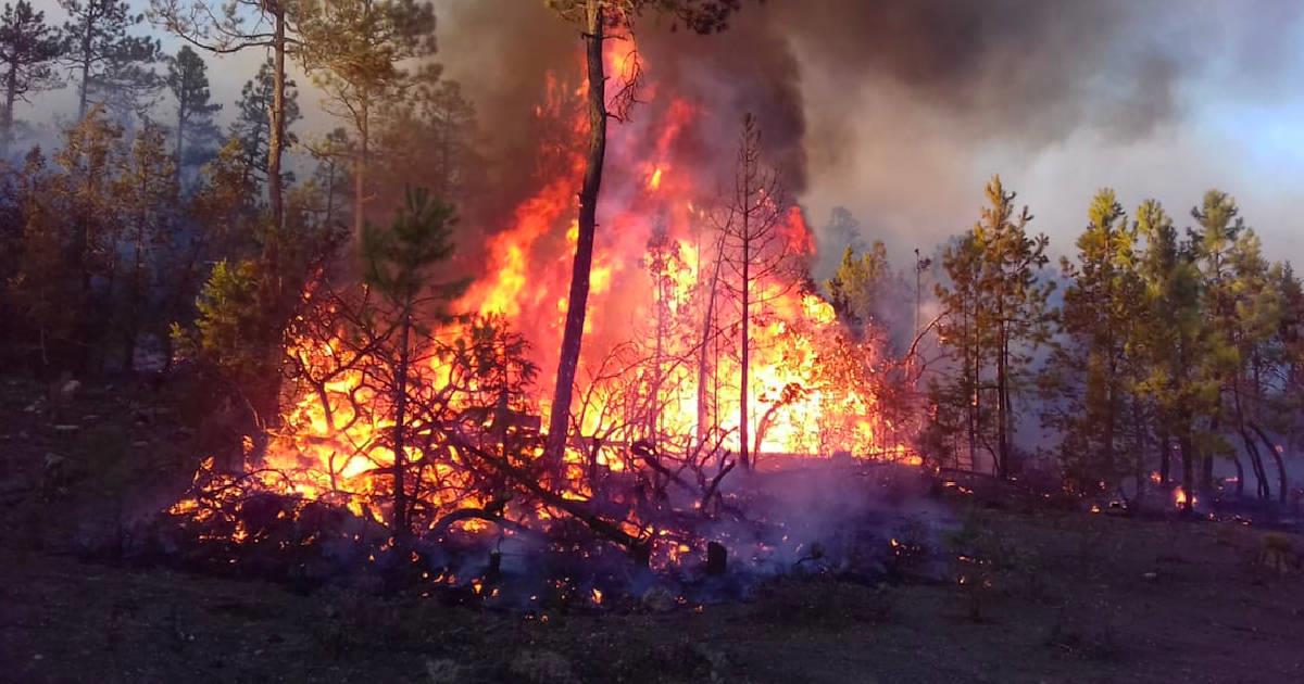 Más de 7 mil hectáreas afectadas en Sierra de Chihuahua por incendios