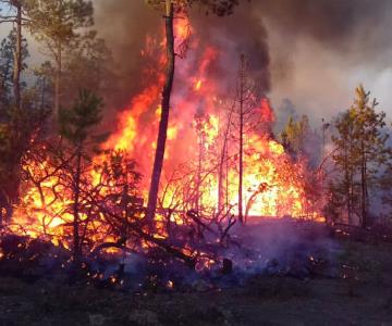 ¿Cómo recuperar las hectáreas afectadas en incendios forestales?