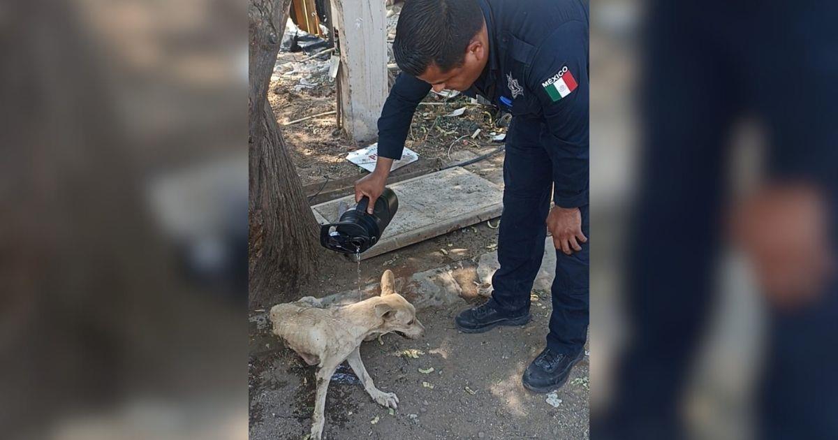 Policías rescatan perro de alcantarilla en colonia La Cholla