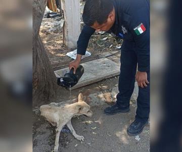 Policías rescatan perro de alcantarilla en colonia La Cholla