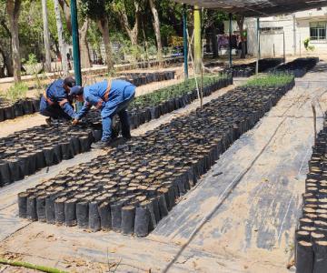 IME donará 500 plantas en Feria del Árbol en vivero municipal
