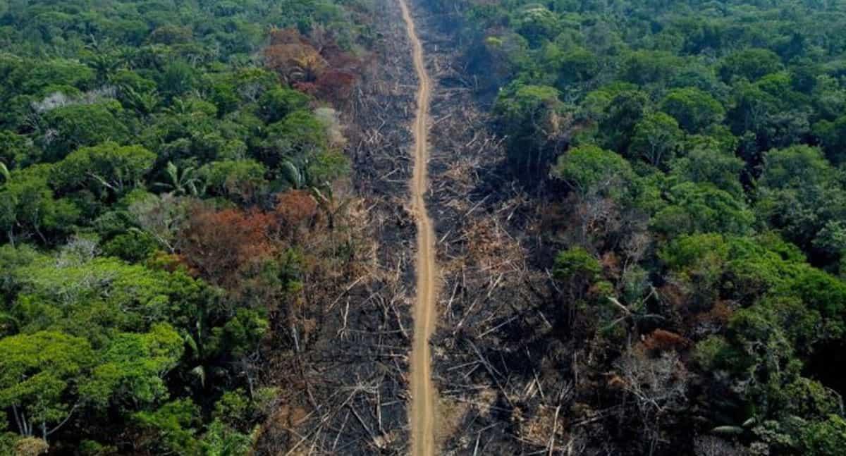 Más de 4 millones de hectáreas de bosques se perdieron en 2022