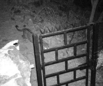 Cámaras trampa capturan jaguar en la Sierra de Álamos