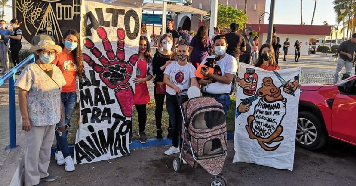 Convocan en Navojoa a sumarse a la marcha por derechos de los animales