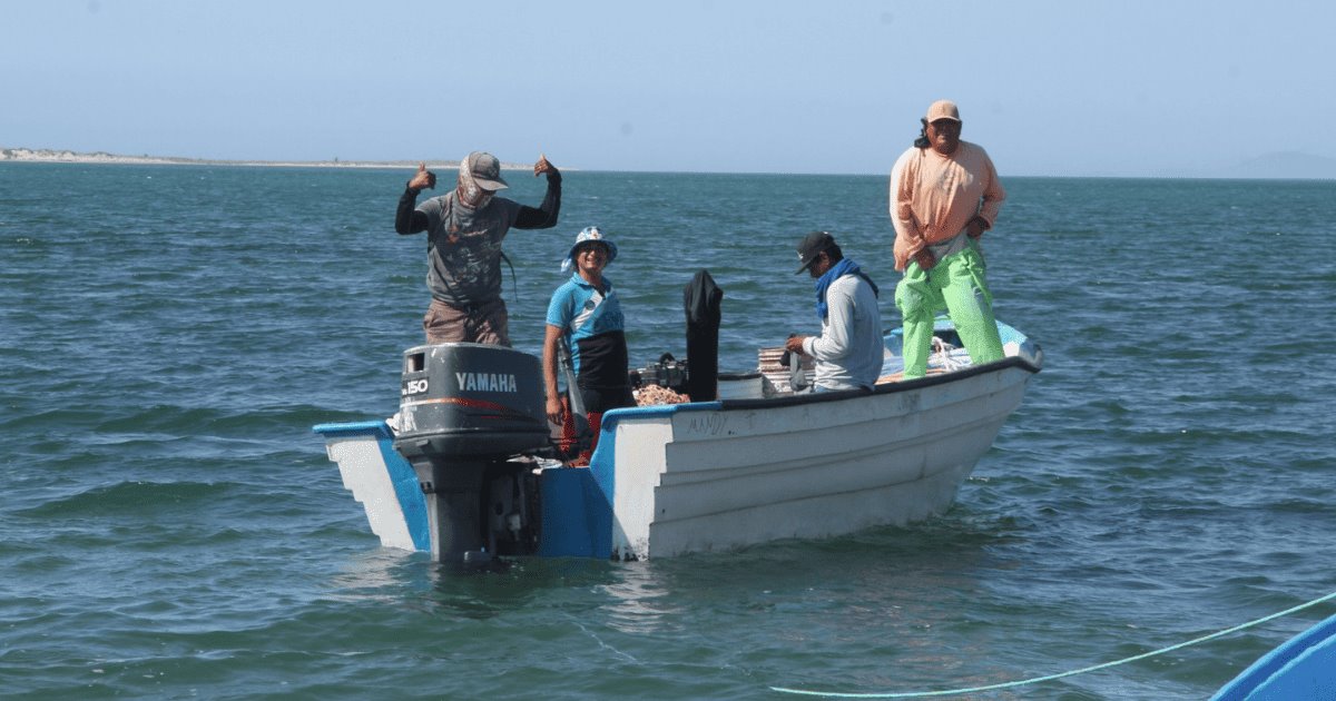 Así es el desafiante mundo de la pesca del callo de hacha en Bahía de Kino