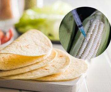 Producción de tortillas en México ya no podrá ser con maíz transgénico