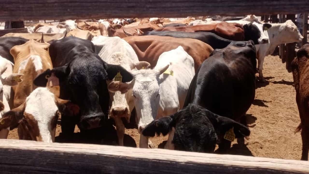 Recuperan trece ejemplares de ganado tras cateo en rancho de Guaymas