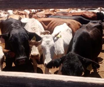 Recuperan trece ejemplares de ganado tras cateo en rancho de Guaymas