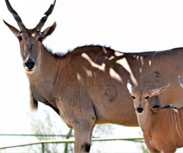 Centro Ecológico de Sonora, 38 años en la conservación de especies