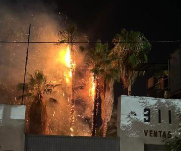 Rayo cae sobre palmeras y ocasiona incendio en Navojoa