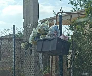 Denuncian mal servicio de recolección de basura en Navojoa