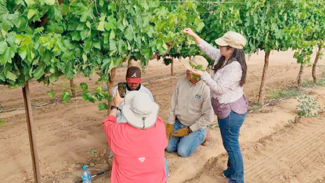 Se recupera el sector agrícola en Sonora tras pandemia