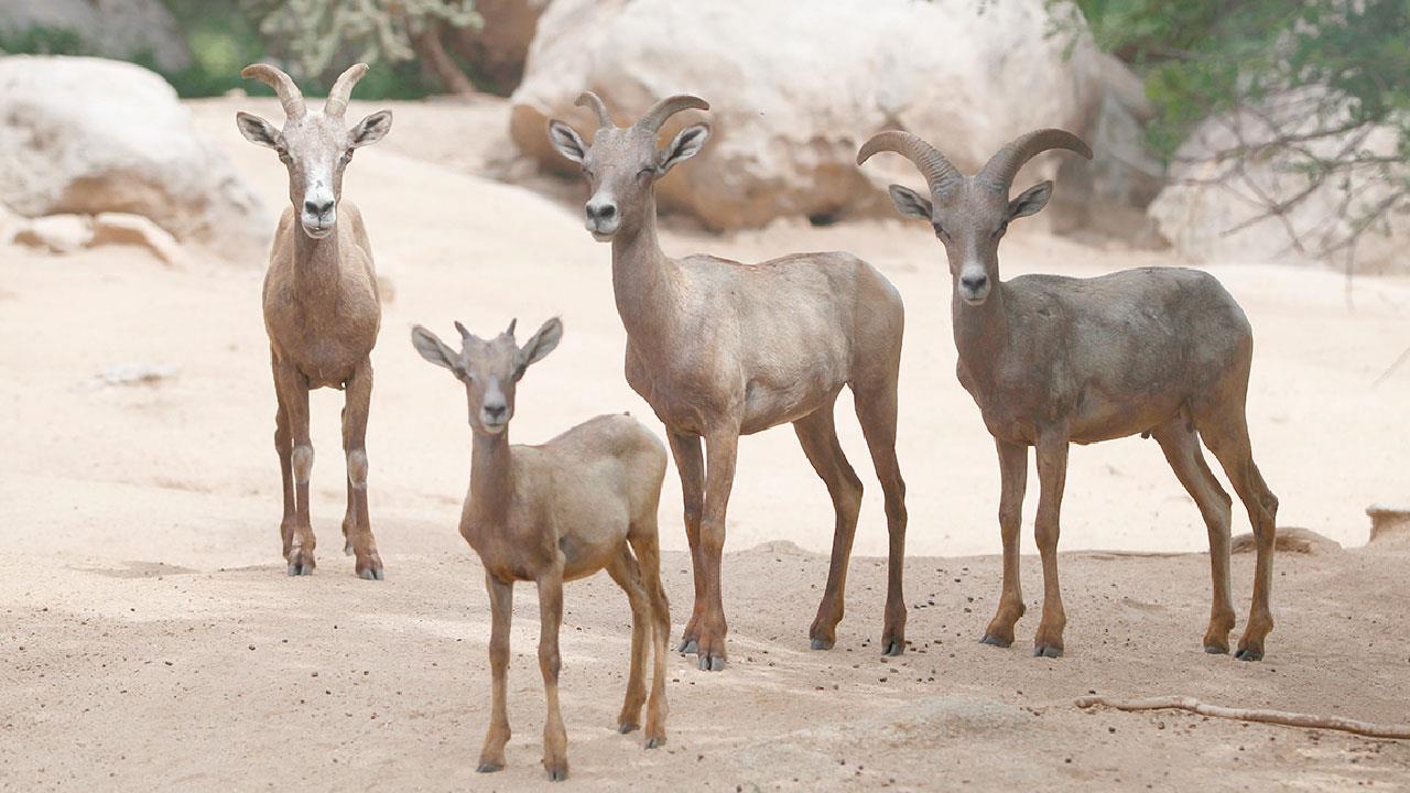 Preservan Centro Ecológico a especies en peligro de extinción