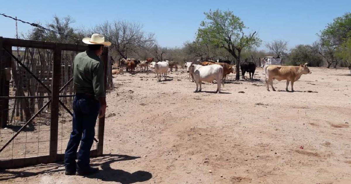 Tras lluvias mejora el panorama para productores ganaderos