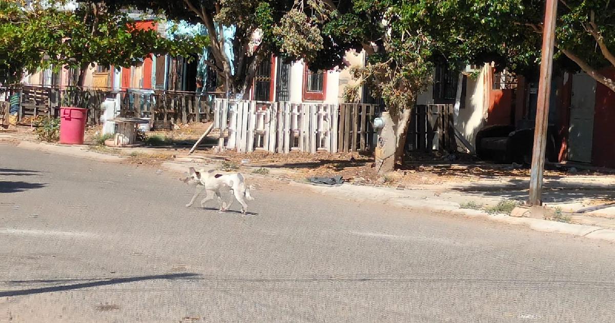 Sobrepoblación canina: un problema grave para Guaymas y Empalme