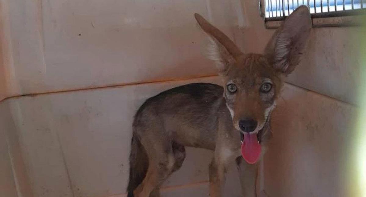 Liberan a cría de coyote que fue rescatada en Puerta Real