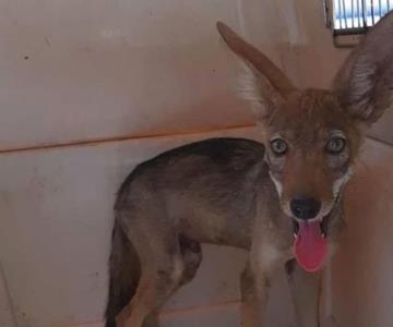 Liberan a cría de coyote que fue rescatada en Puerta Real
