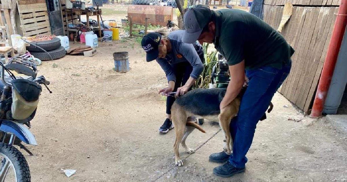 Alertan en Huatabampo por caso confirmado de rickettsia